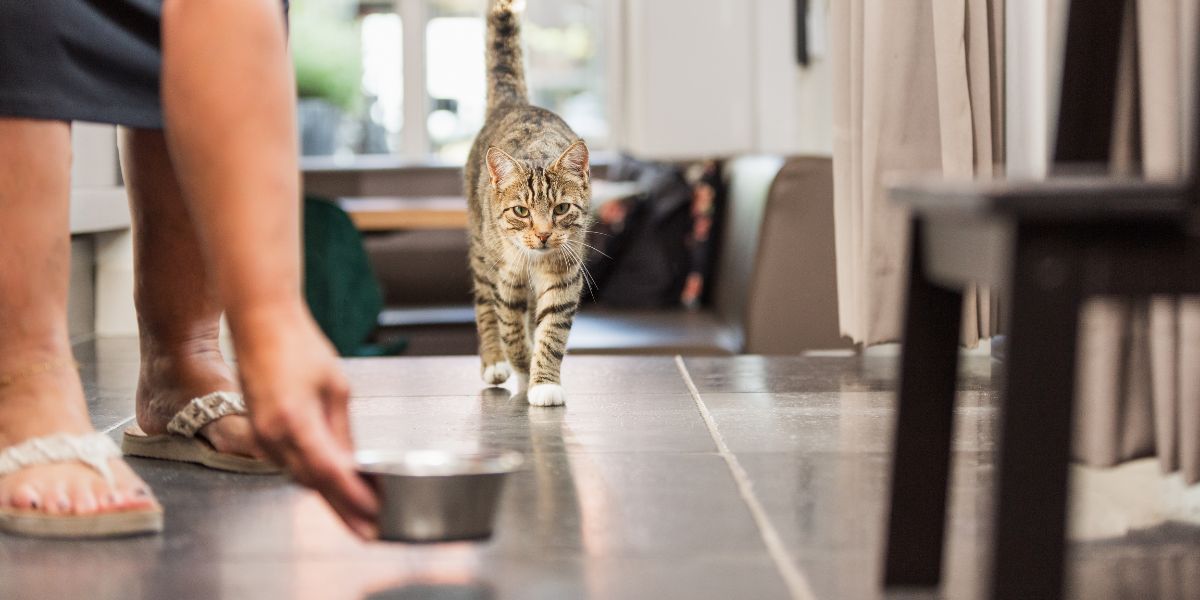 The Benefits of Mixing Wet and Dry Cat Food