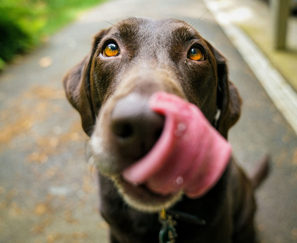 What Holiday Foods Are Dangerous for Pets?