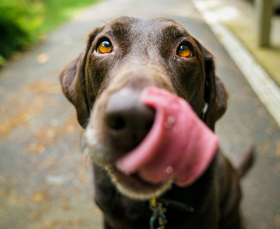 What Holiday Foods Are Dangerous for Pets?