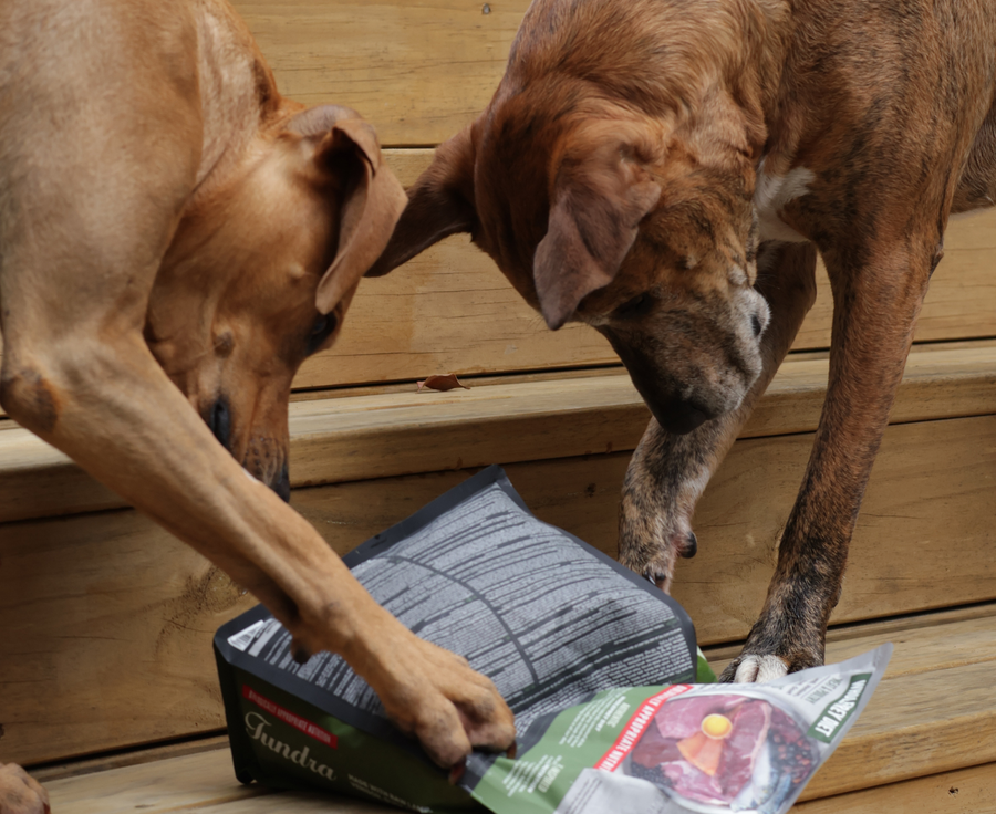 two dogs playing with bag of orijen food