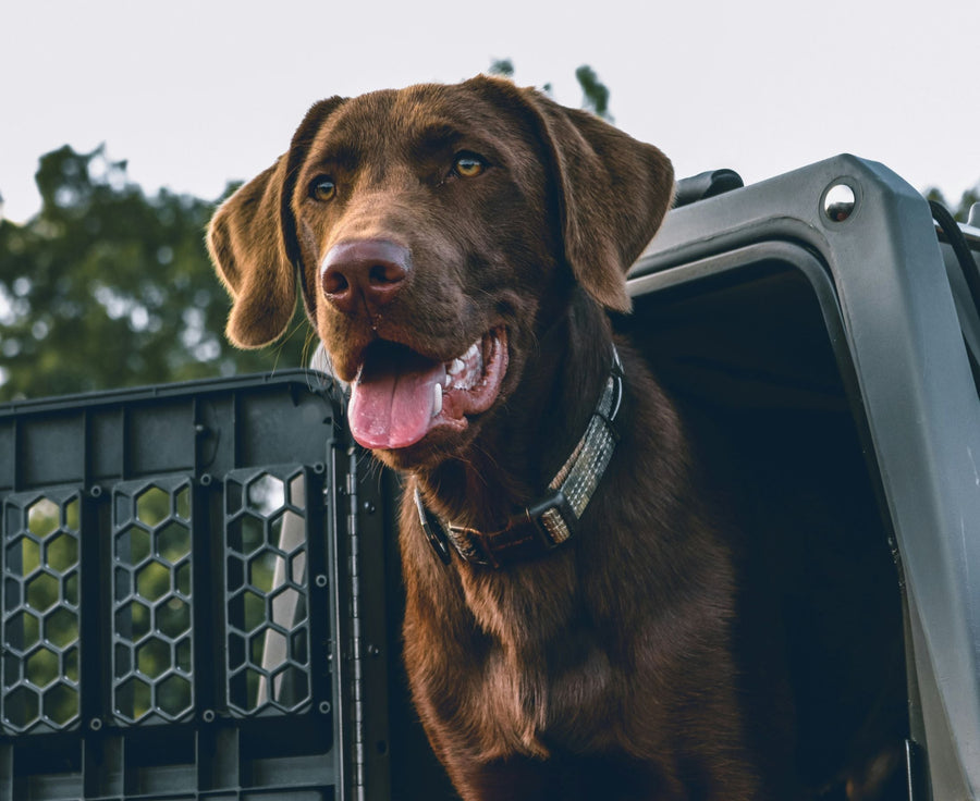 working dog sitting in ute truck
