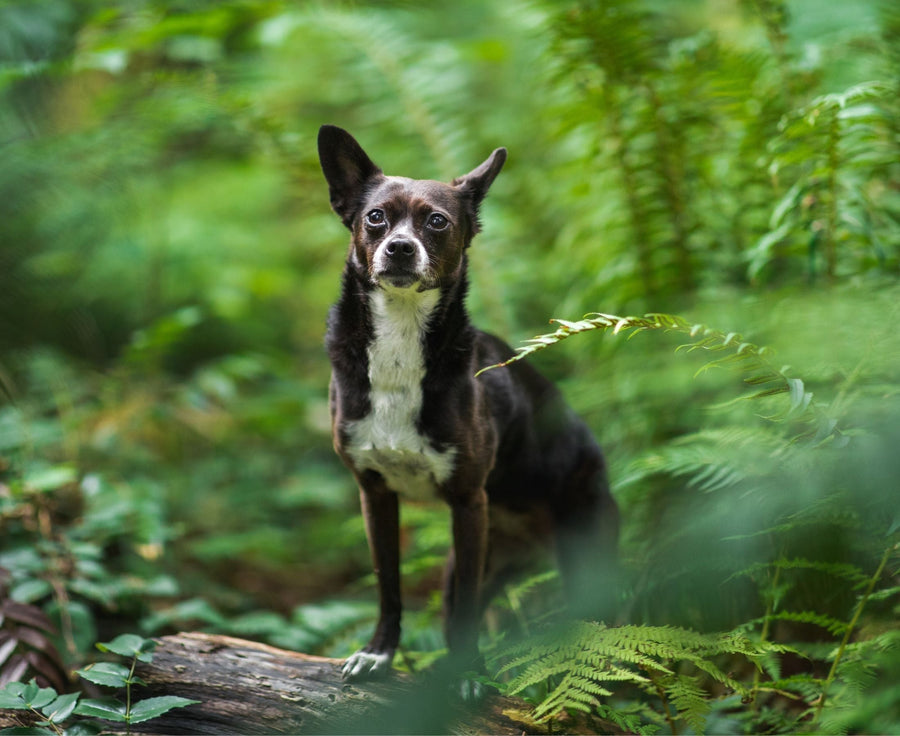 small breed black dog in a forest