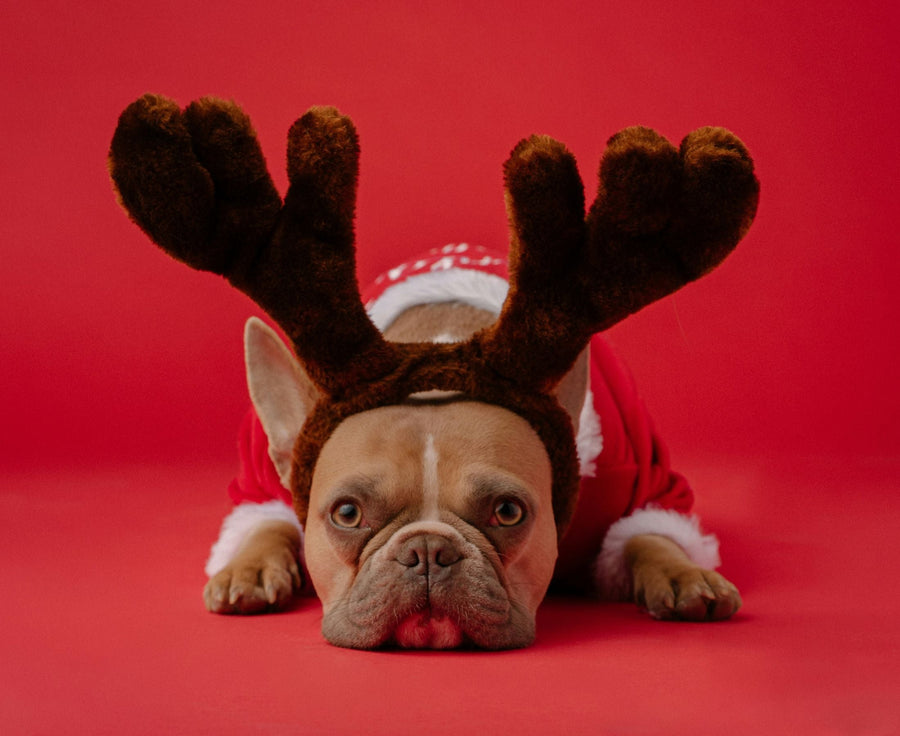cute dog with christmas reindeer antlers on