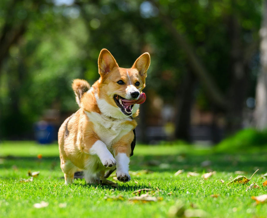 corgi hot summer tips