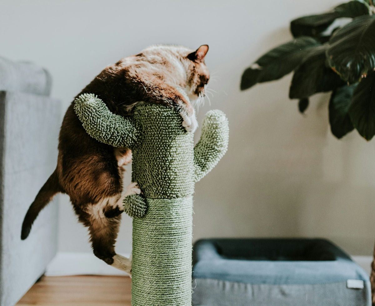 TABBY cat playing at home on scratcher