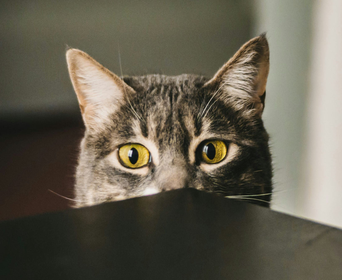 tabby cat peeking out from table