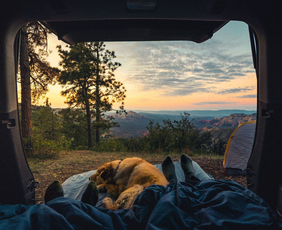 dog camping in forest with owners