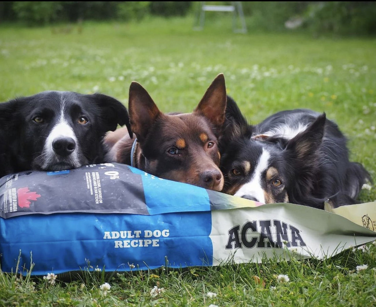 three dogs sitting on bag of ACANA kibble food