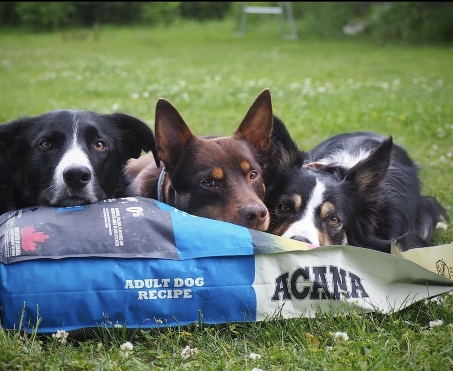 three dogs sitting on bag of ACANA kibble food