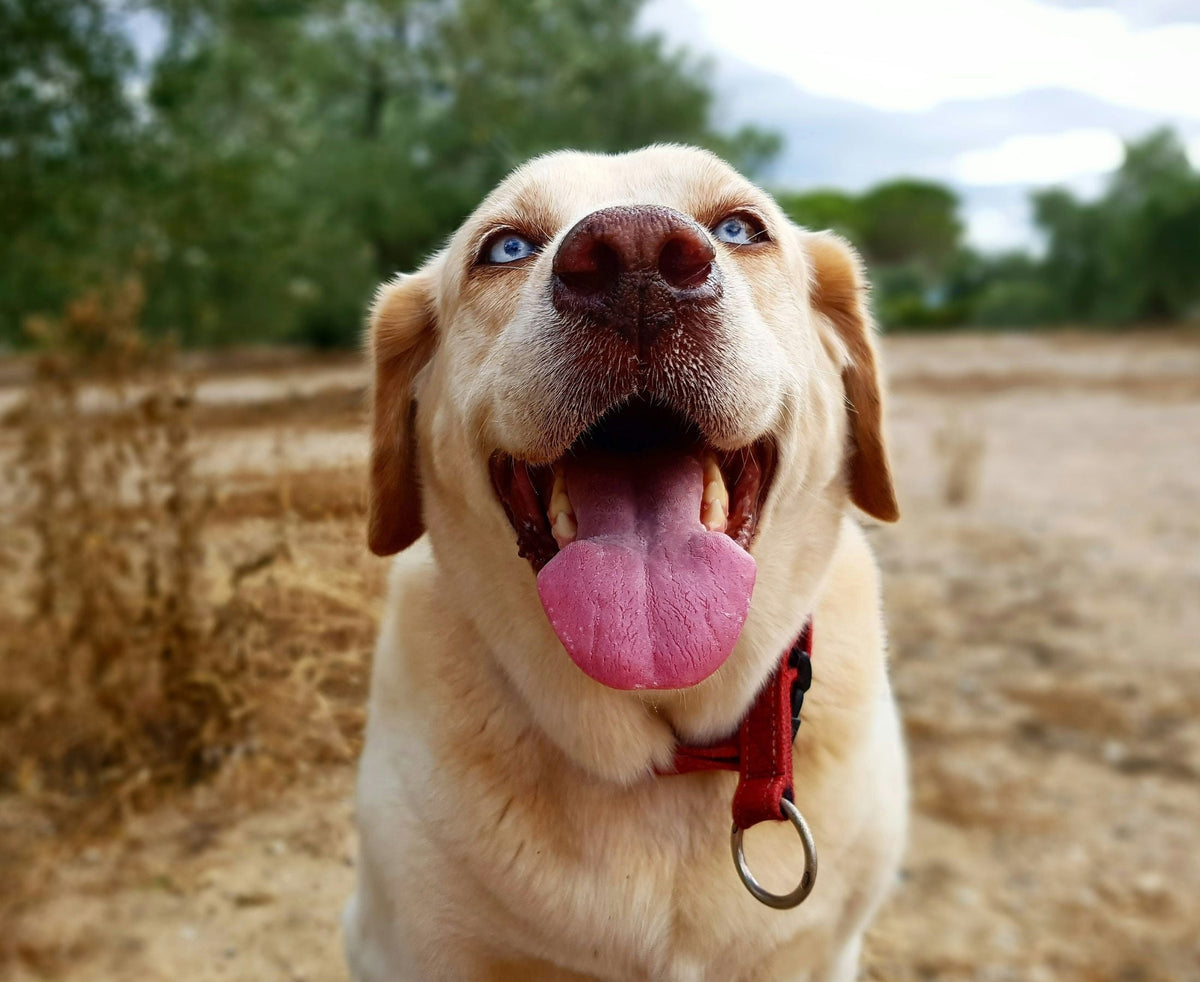 Senior Pet Checklist: Everything Your Dog Needs After Age 7