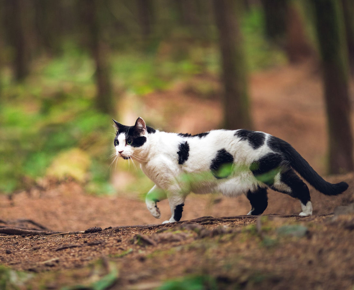 How to Choose the Right Food for Your Cat