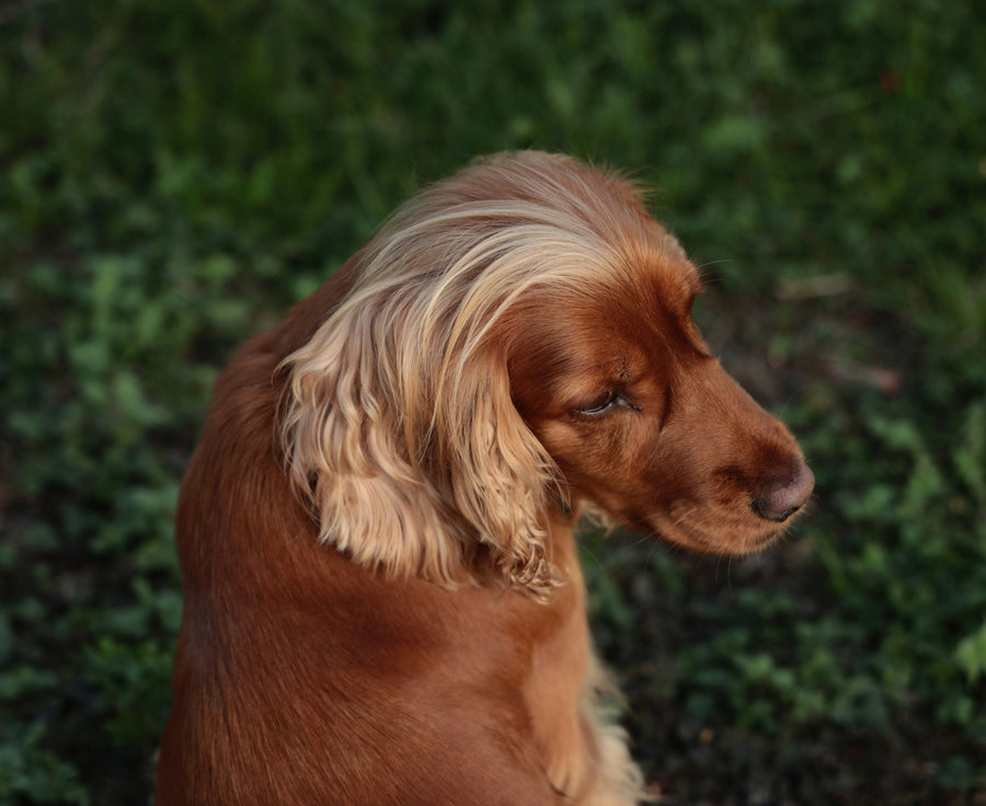 picking food for pets with sensitive skin
