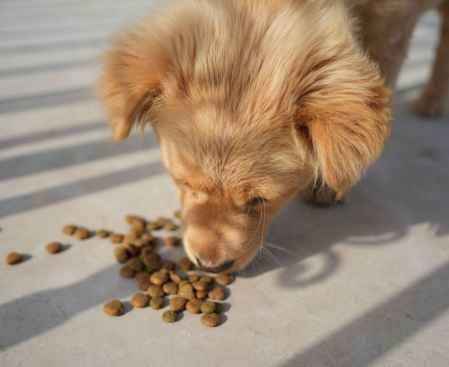 7 Common Dog Feeding Mistakes (and How to Avoid Them)