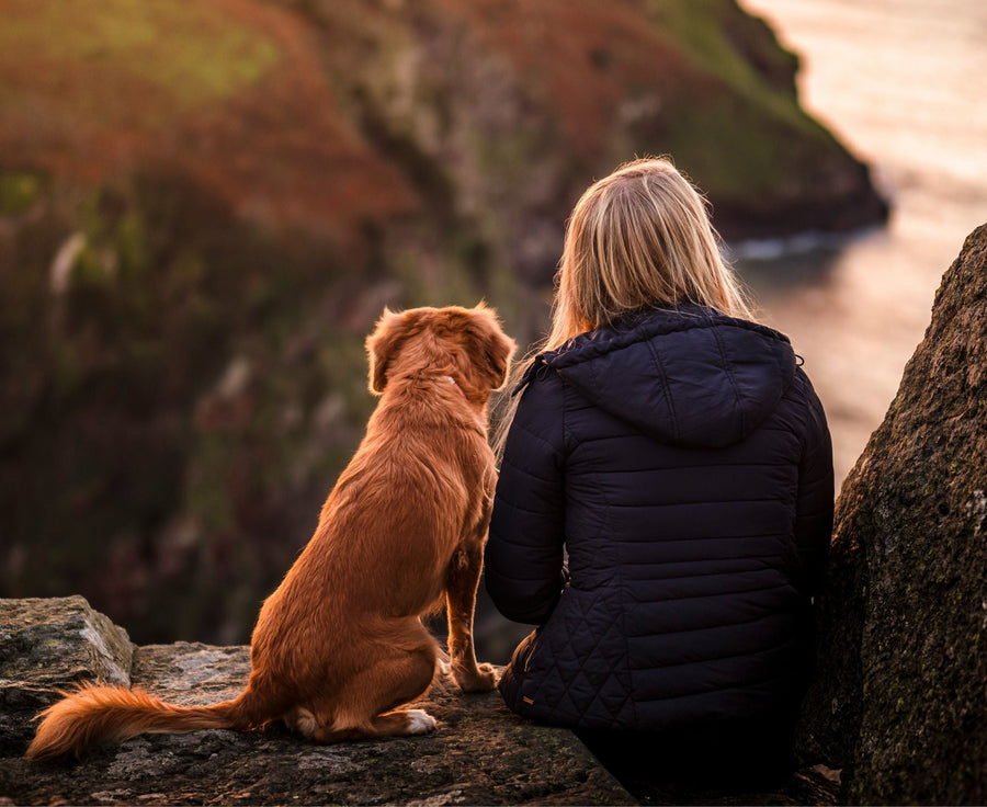 10 Signs Your Senior Dog May Need a Joint Supplement