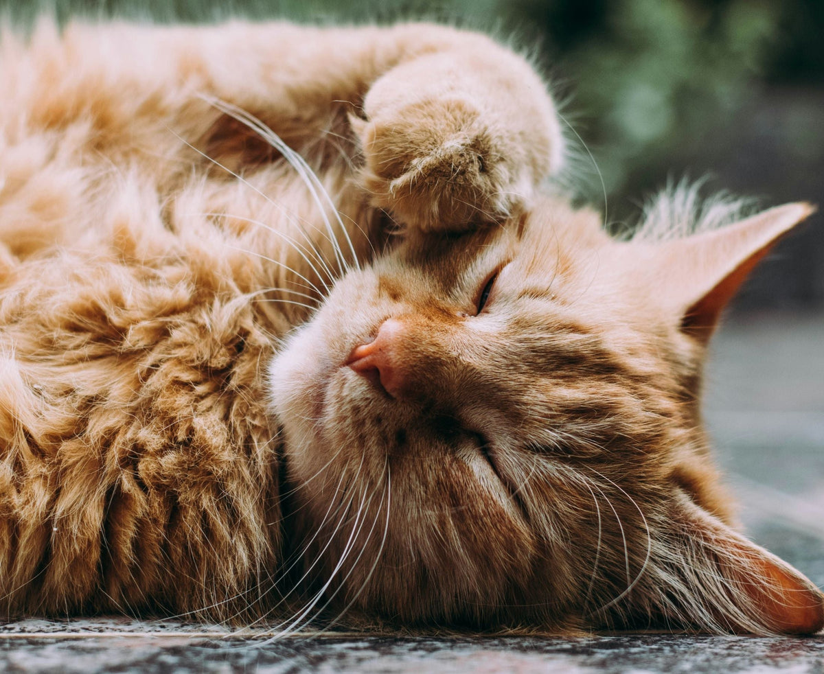8 Signs Your Cat is Entering Their Senior Years