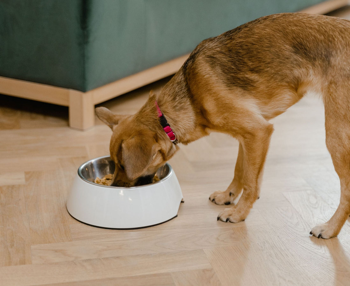 How to Choose the Right Food for Your Dog