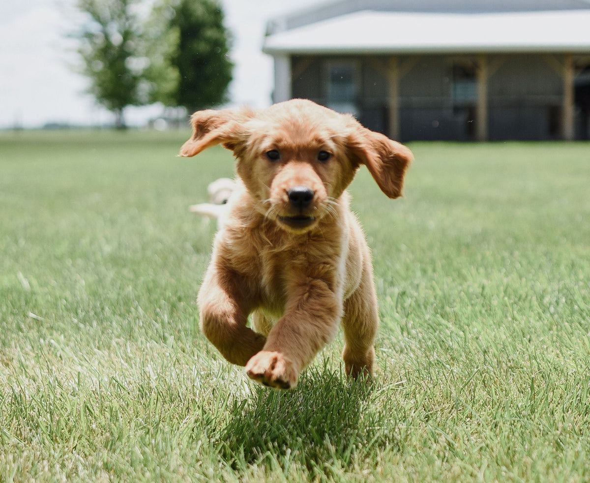 How Much Should I Feed My Puppy? A Simple NZ Feeding Guide