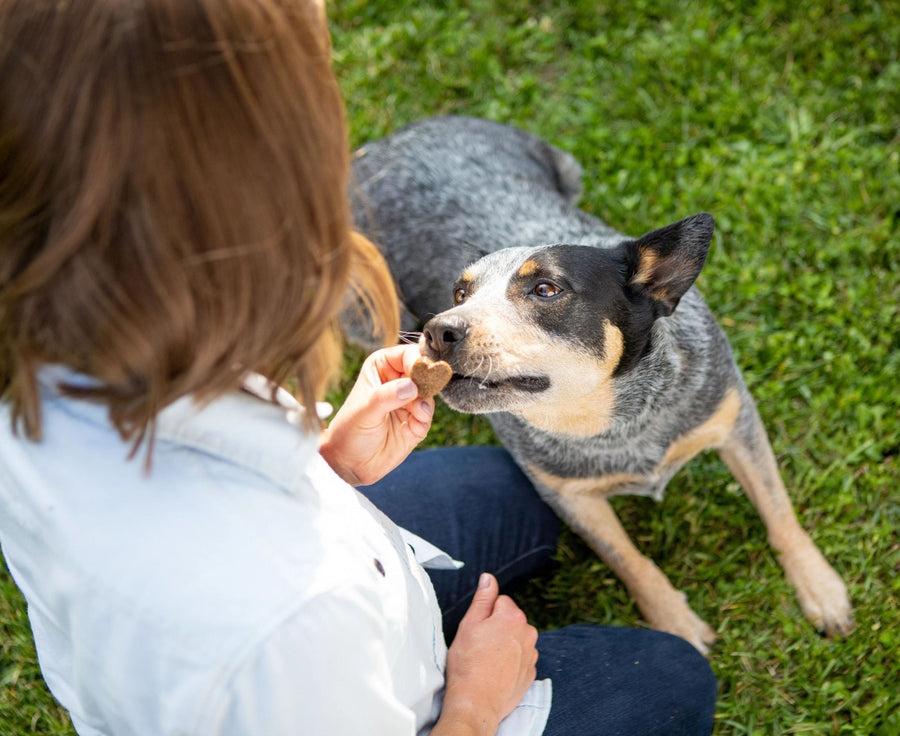 Looking for Chicken-Free Dog Food? Try the ACANA Singles Range