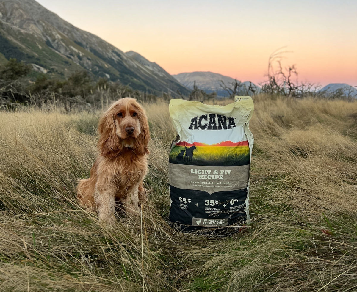 cockerspaniel dog with bag of ACANA Light & Fit kibble food