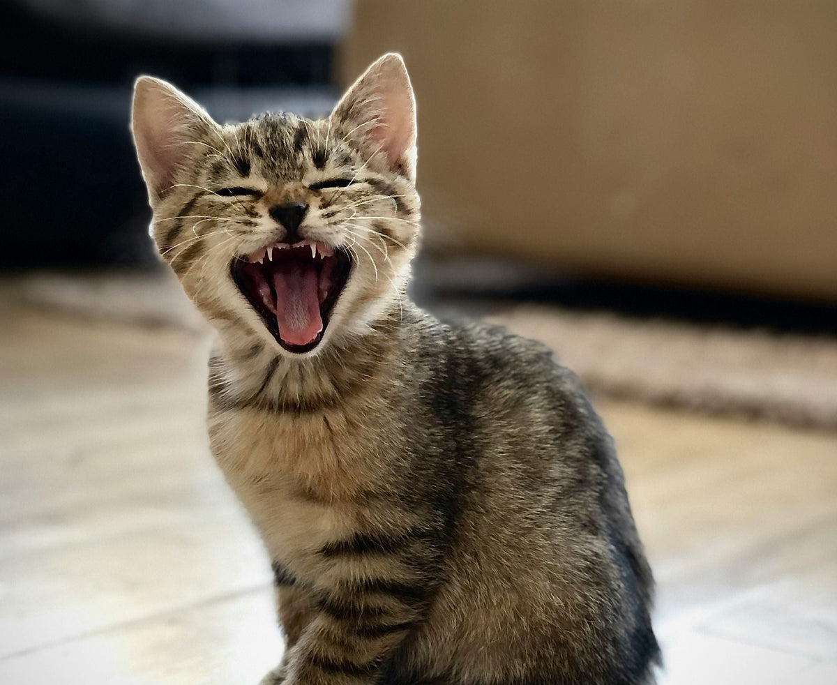 small kitten meowing