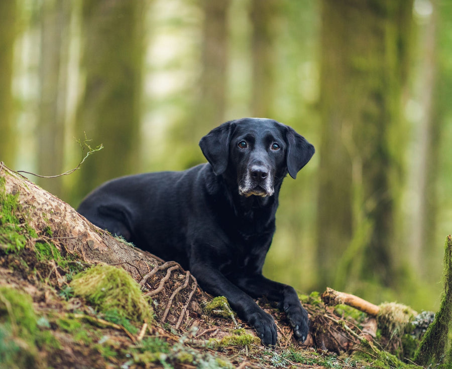 senior dog in forest