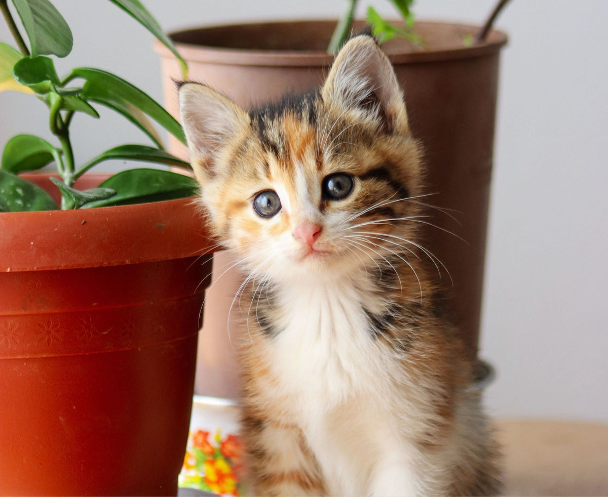 Best Kitten Food NZ: Wet, Dry or Both? A Guide for New Kitten Owners