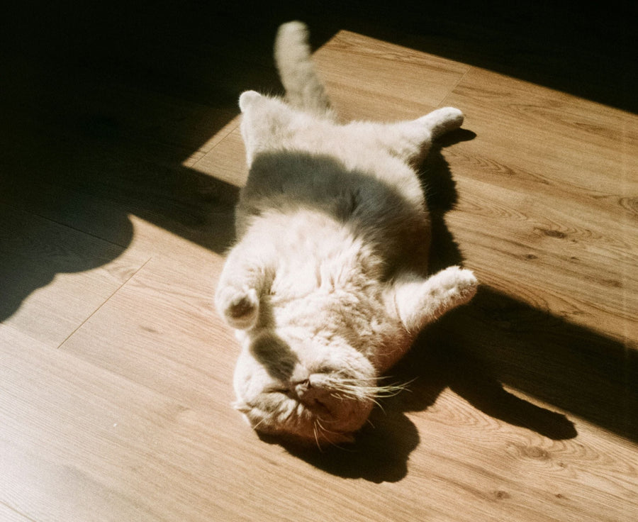 tips for overweight pets