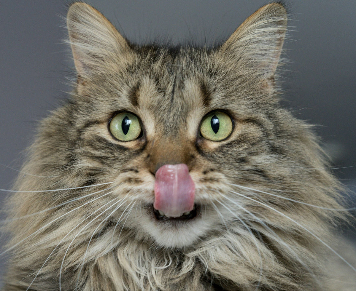 Best Cat Biscuits in NZ: Which Kibble Suits Your Cat's Needs?