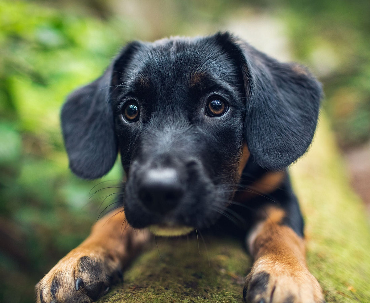 cute puppy sitting on forest log