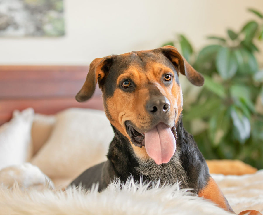How to Transition Your Pet to a Healthier Diet Without Upsetting Their Stomach
