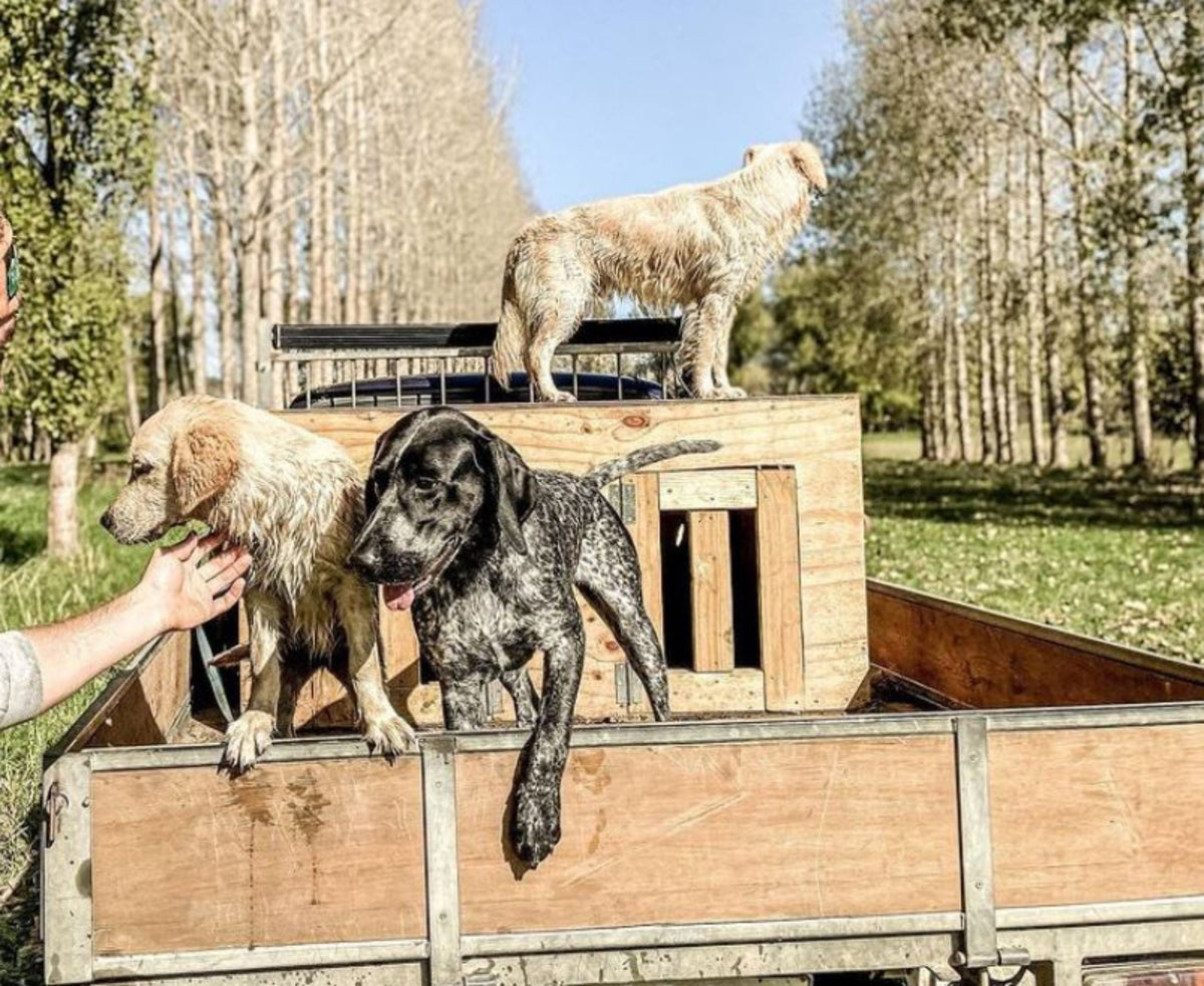 working farm dogs on a ute truck