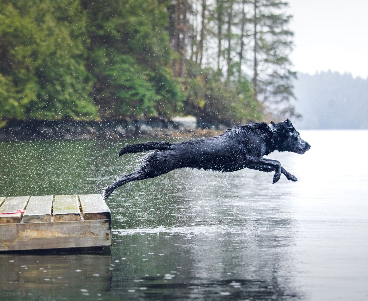 black dog jumping into lake of water