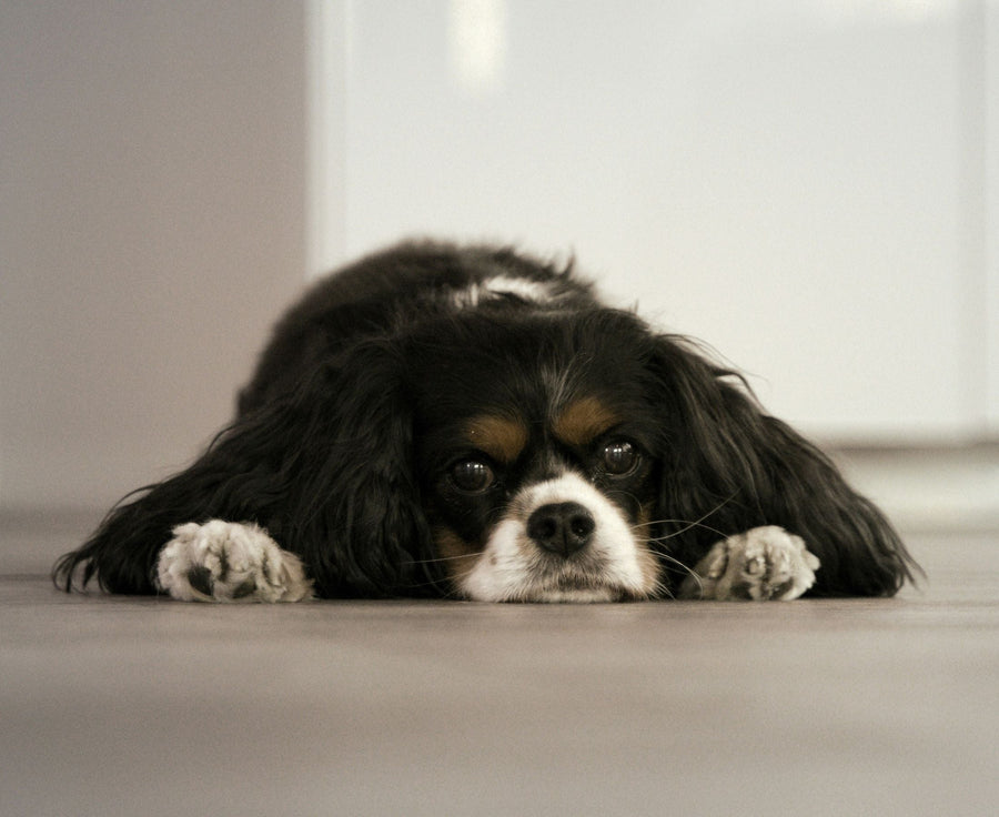 sad dog constipated