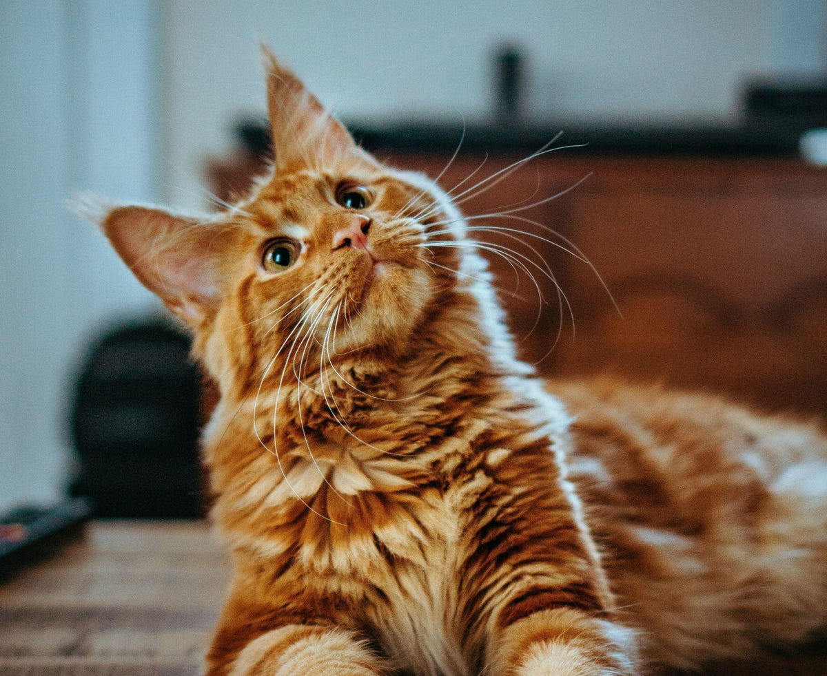 orange fluffy cat looking curious
