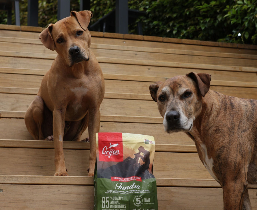 two dogs standing on steps next to ORIJEN Tundra kibble food