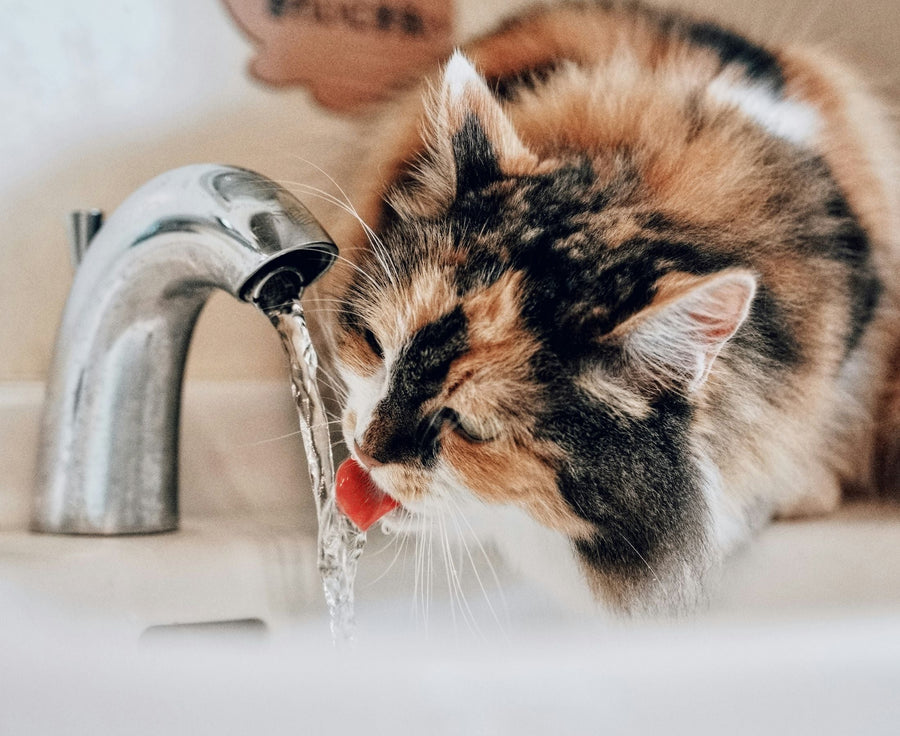 Why Moisture Matters: The Crucial Role of Water in Your Cat’s Diet