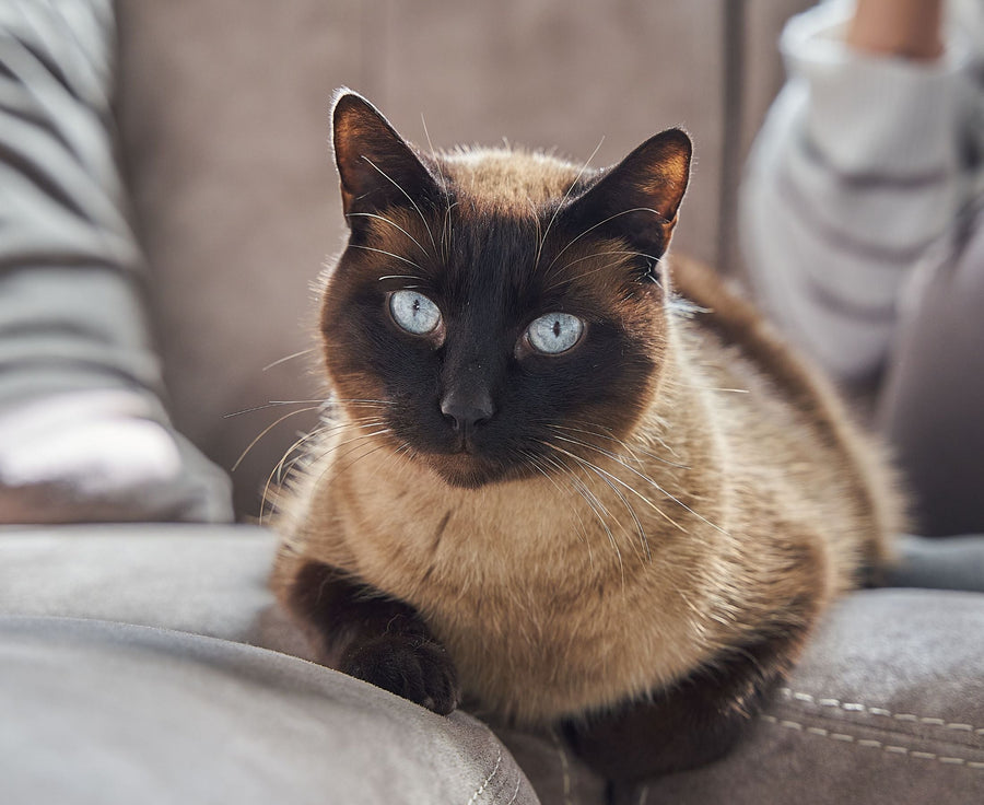 Why Has My Cat Stopped Using the Litter Box?