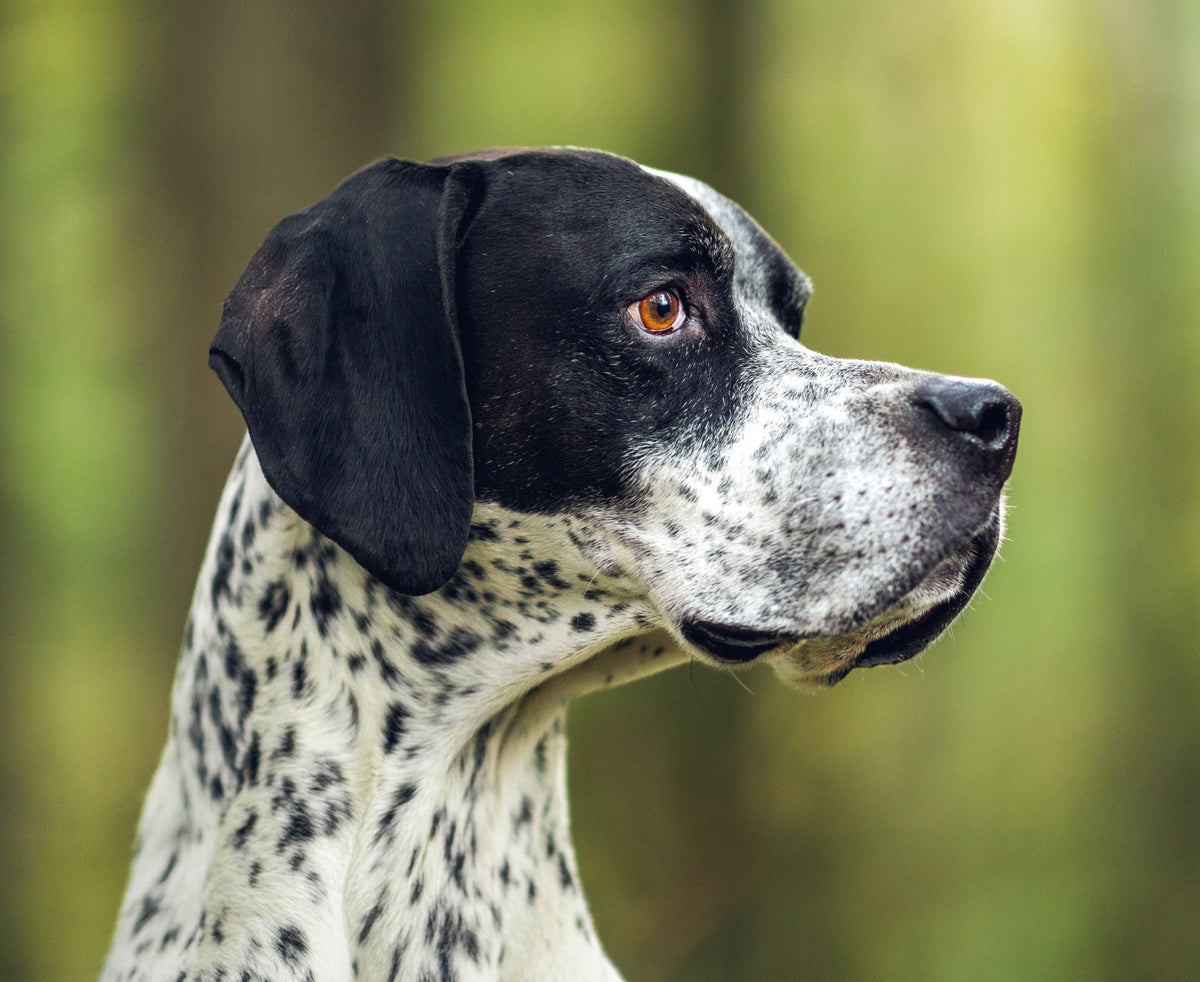dog looking into distance