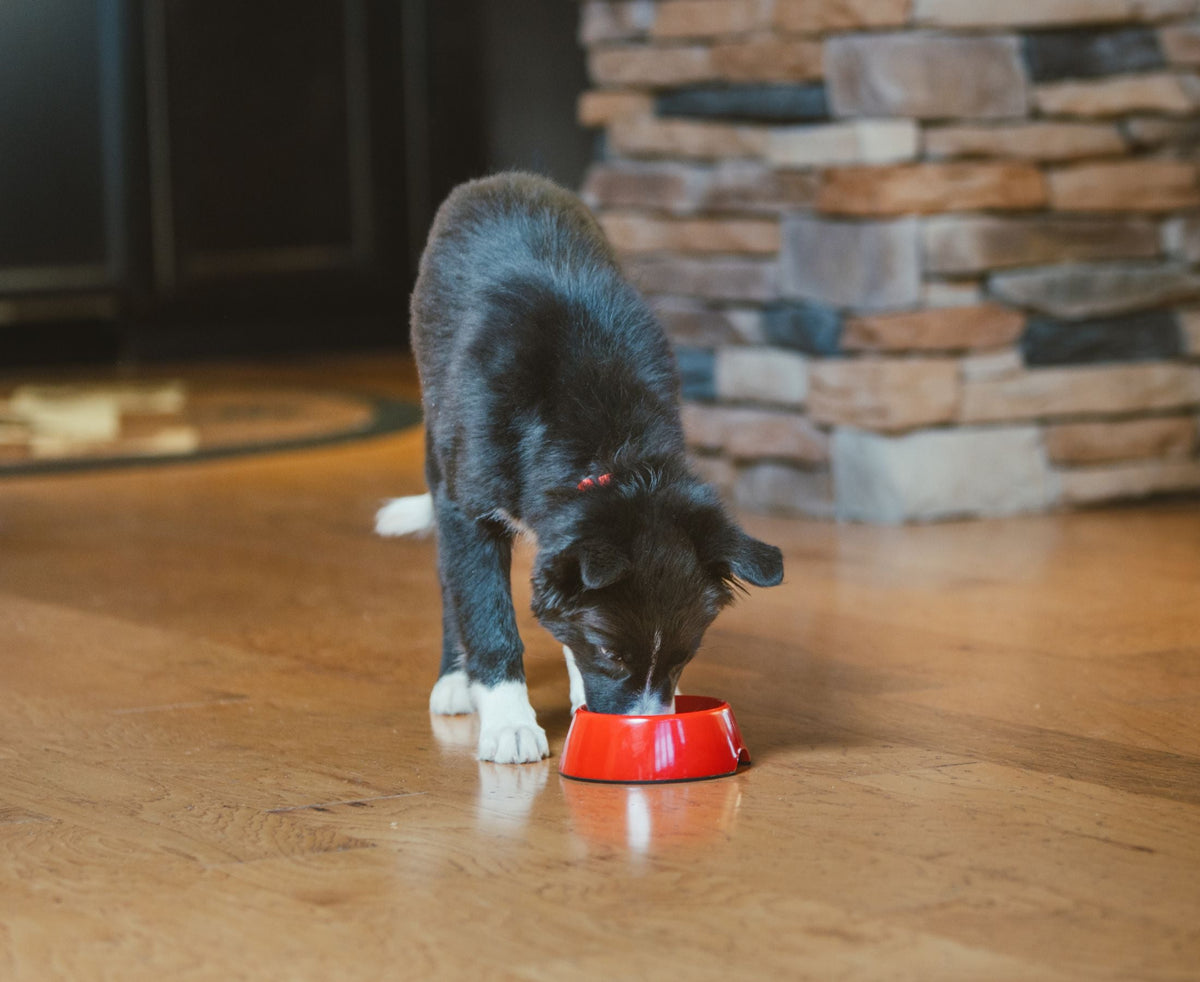 Best Puppy Food in NZ: What to Look For, Plus Our ACANA and ORIJEN Puppy Picks