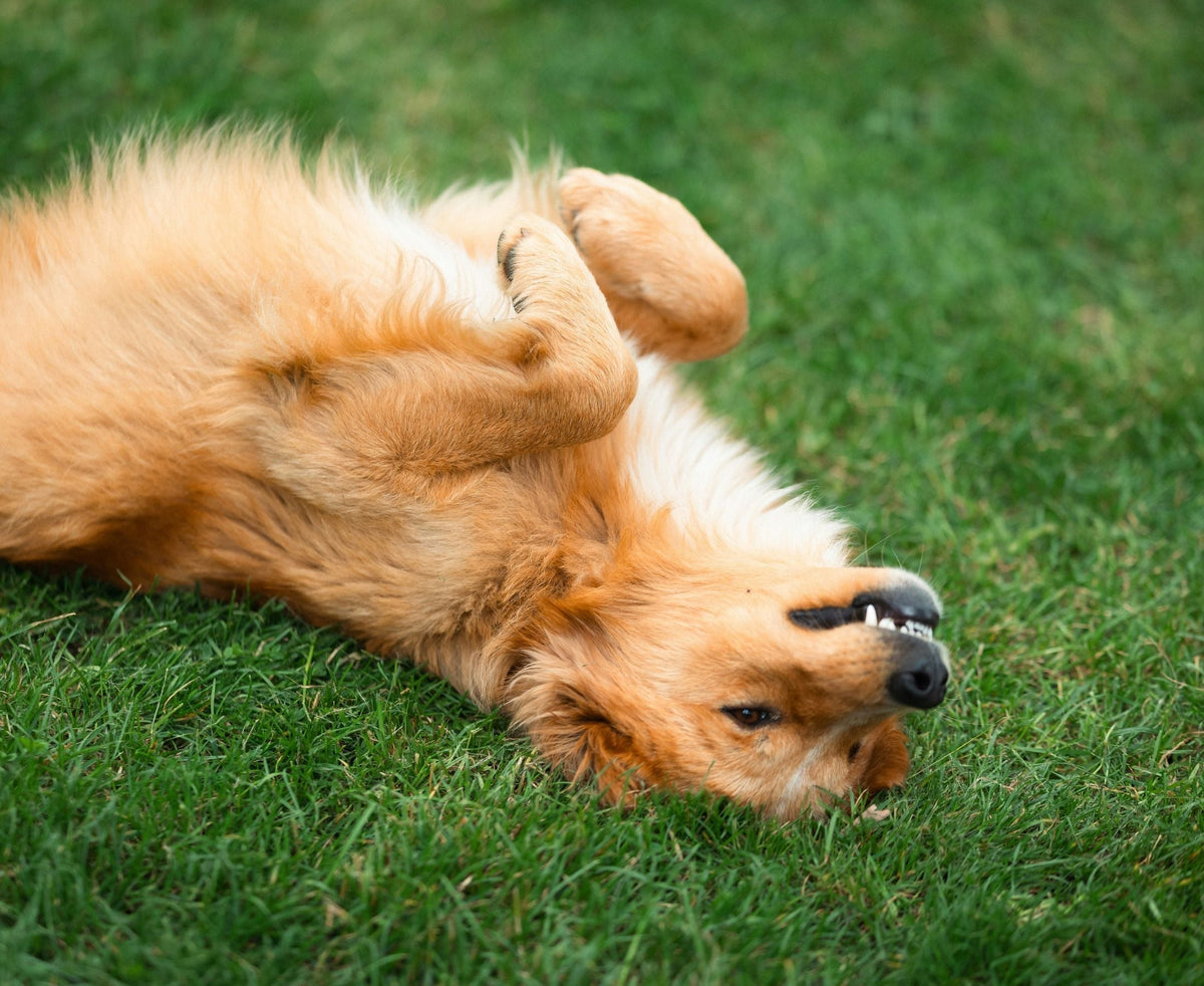 golden labrador itching skin on grass