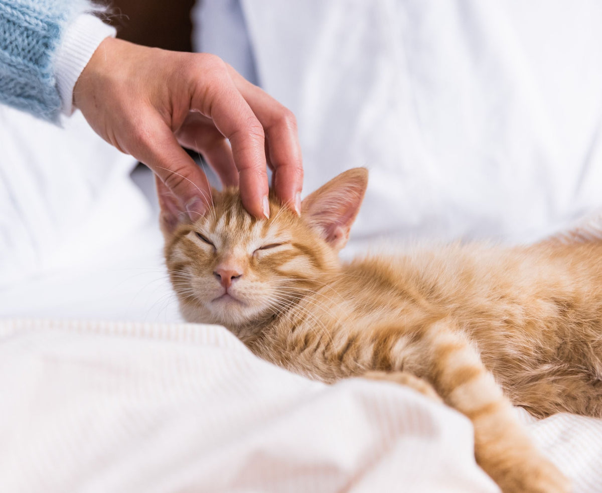 How & What to Feed a New Kitten
