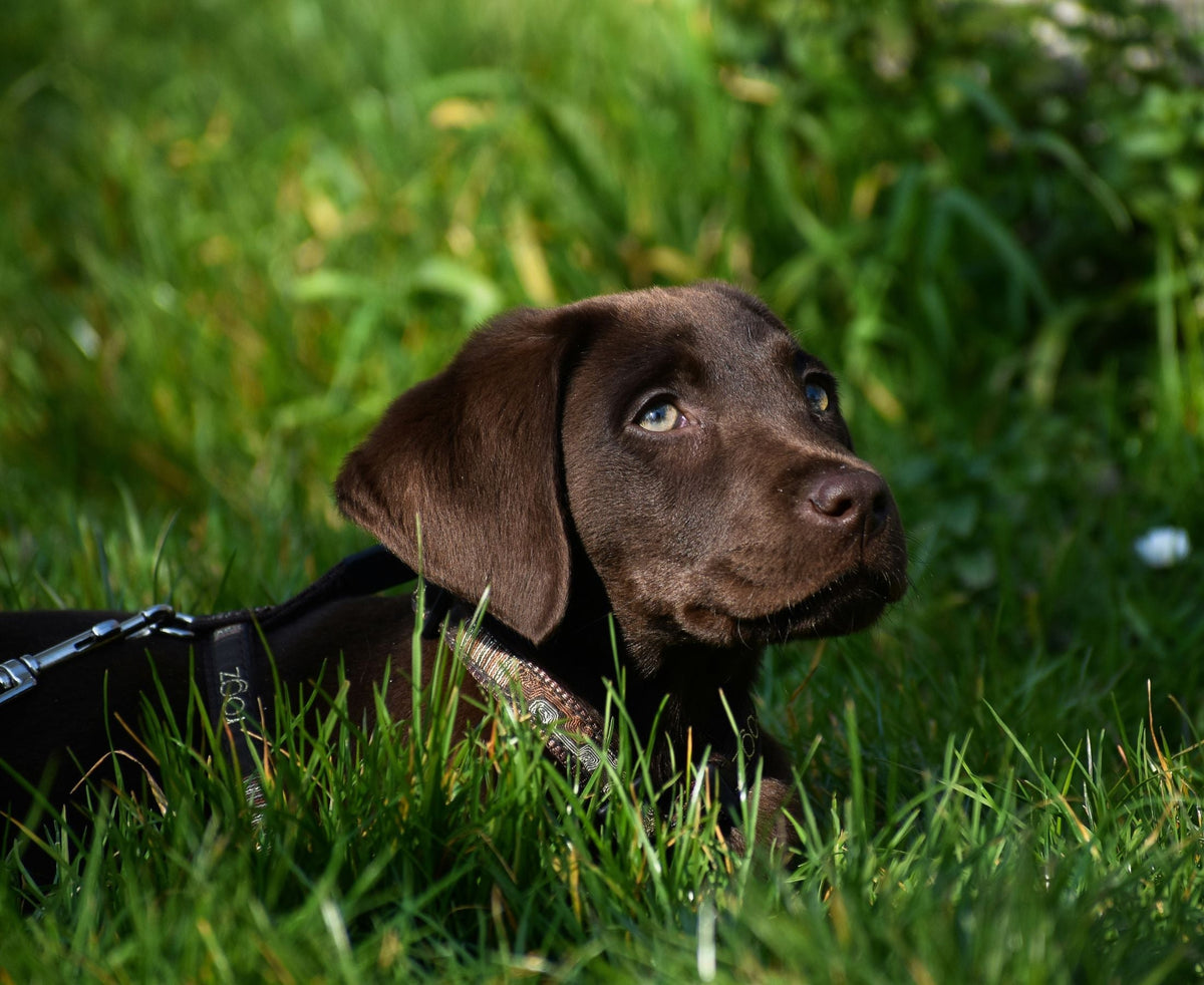 small brown puppy dog