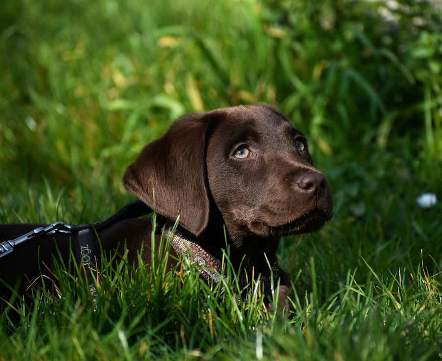 small brown puppy dog