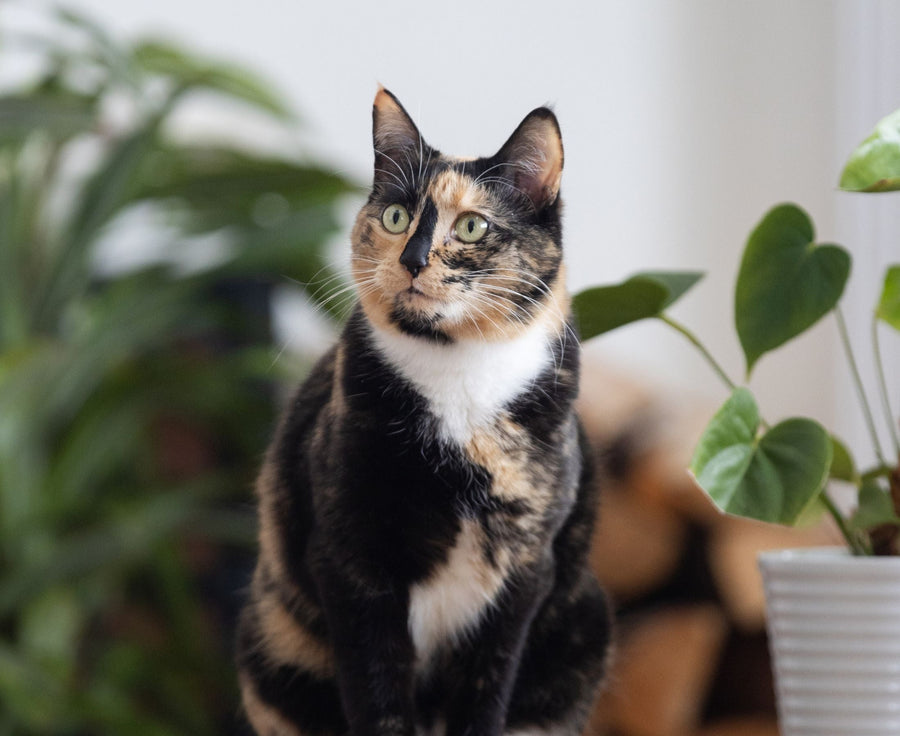 black and white cat inside home