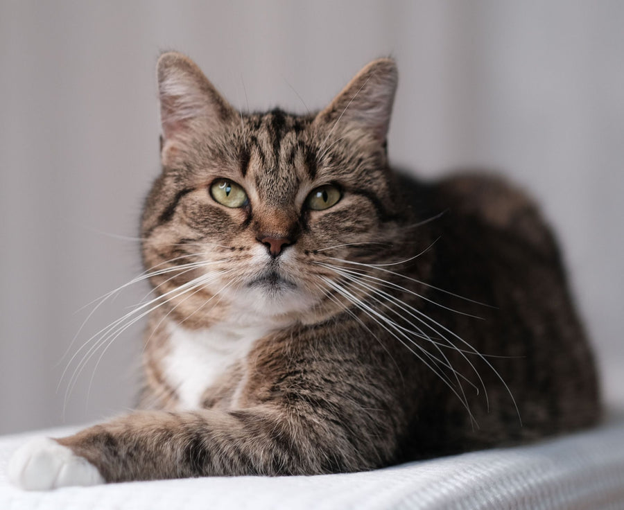 Is My Senior Cat Losing Weight? When It's Normal—and When It's Not