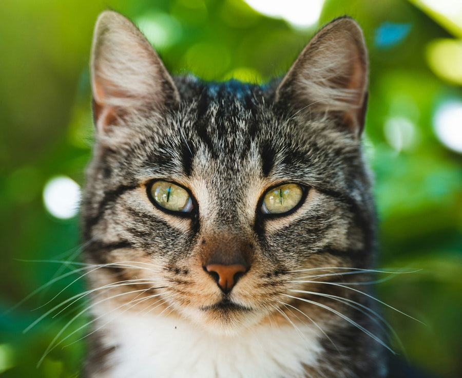 Why Do Cats Need Taurine in Their Diet?