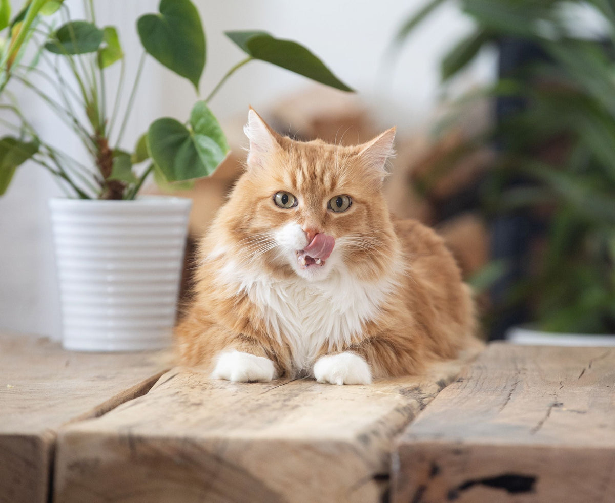 orange cat licking lips