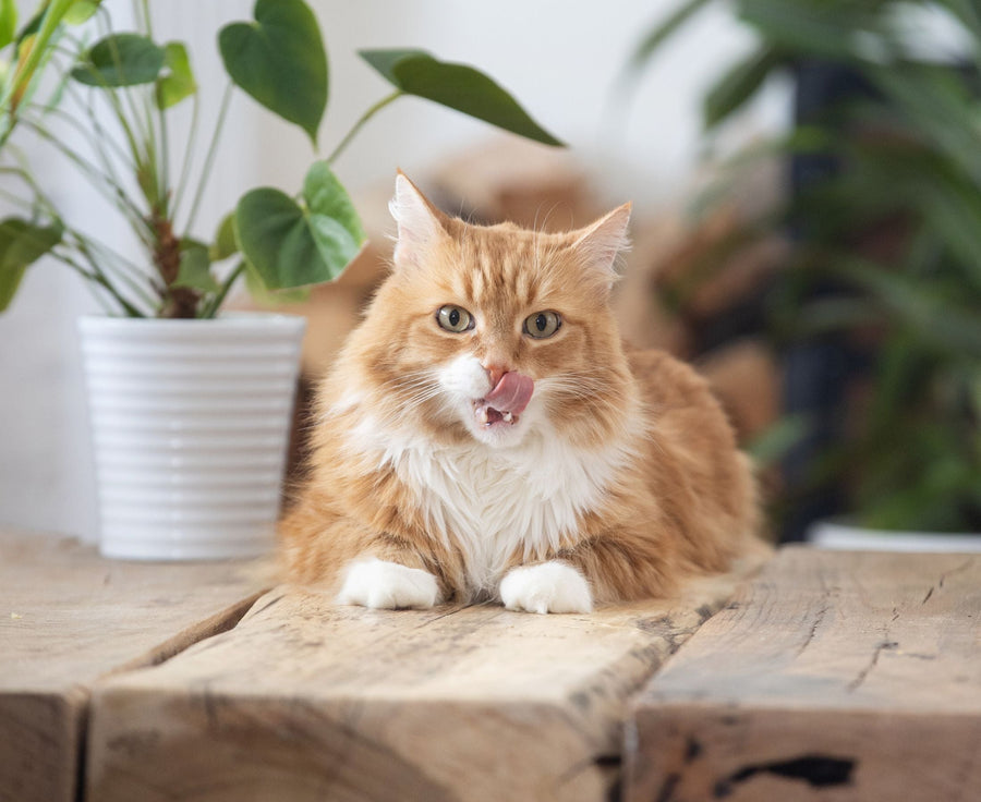 orange cat licking lips