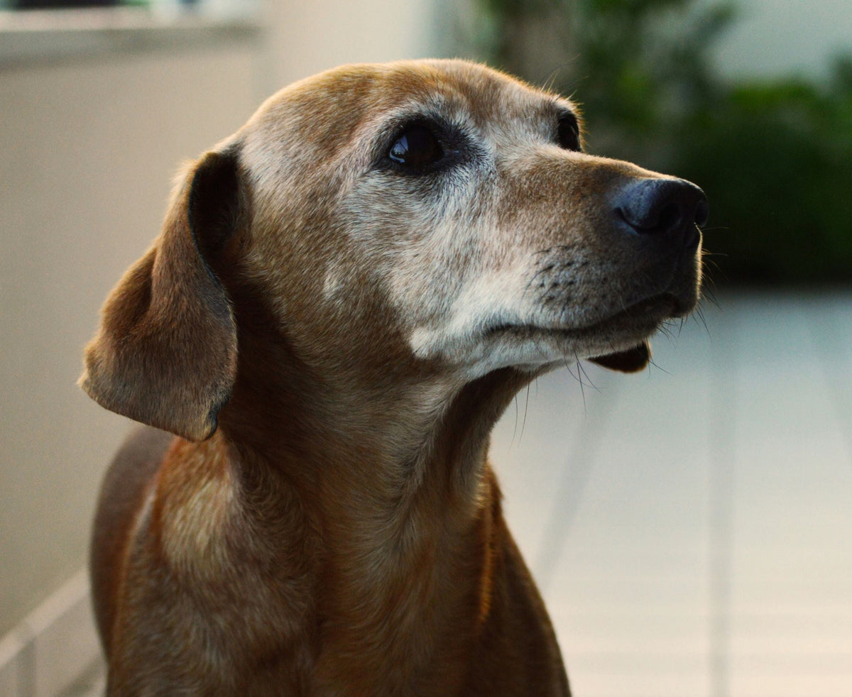 How to Tell if Your Dog is Becoming a Senior