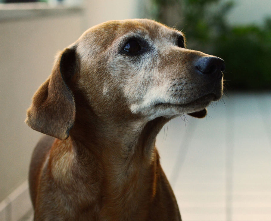 How to Tell if Your Dog is Becoming a Senior